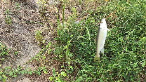 オイカワの釣果