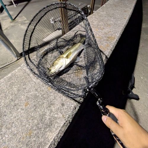 スズキの釣果