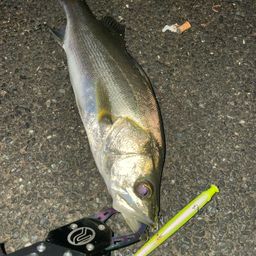 セイゴ（マルスズキ）