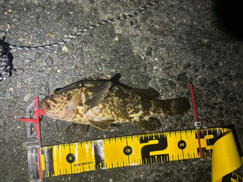 タケノコメバルの釣果