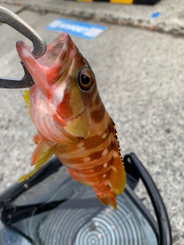 アカハタの釣果