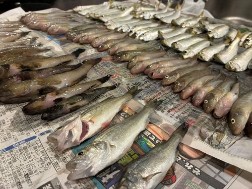 ハゼの釣果