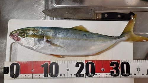 イナダの釣果