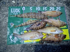 ノミノクチの釣果