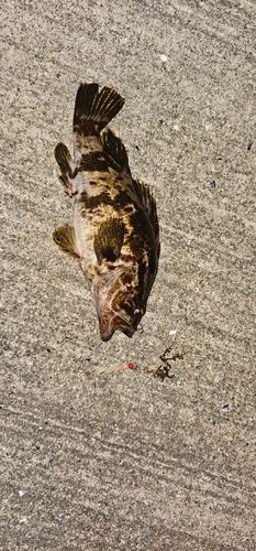ベッコウゾイの釣果