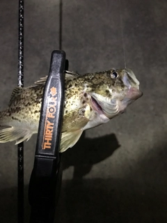 ソイの釣果