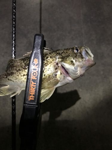 ソイの釣果