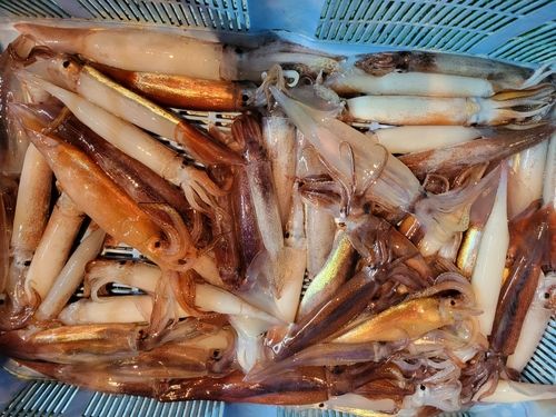 スルメイカの釣果
