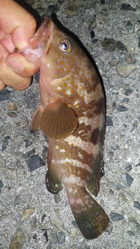 キジハタの釣果