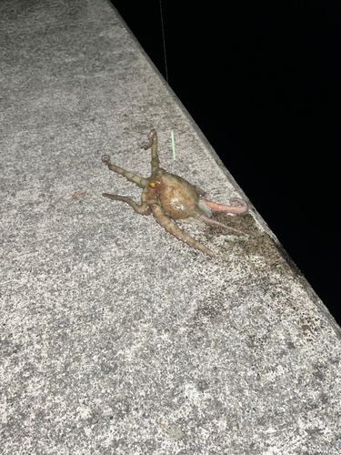 タコの釣果