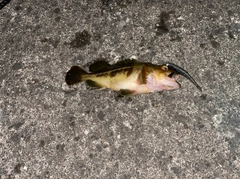 シマソイの釣果