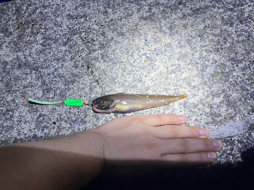 ドンコの釣果