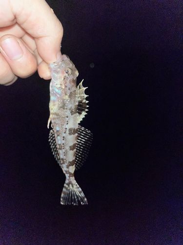 アナハゼの釣果