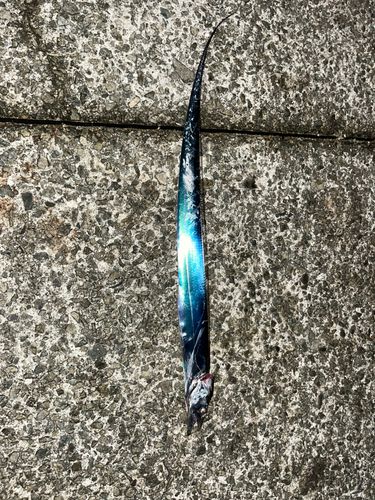 タチウオの釣果