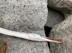 ダツの釣果
