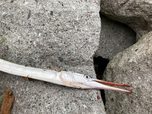 ダツの釣果