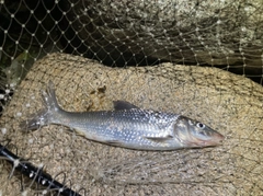ニゴイの釣果