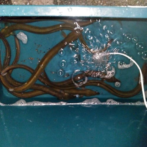 ウナギの釣果