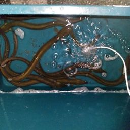 ウナギ