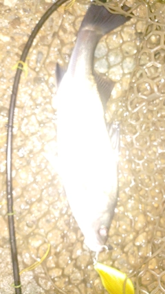 フッコ（マルスズキ）の釣果