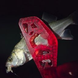 セイゴ（ヒラスズキ）