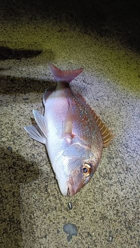 タイの釣果