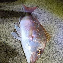 タイ