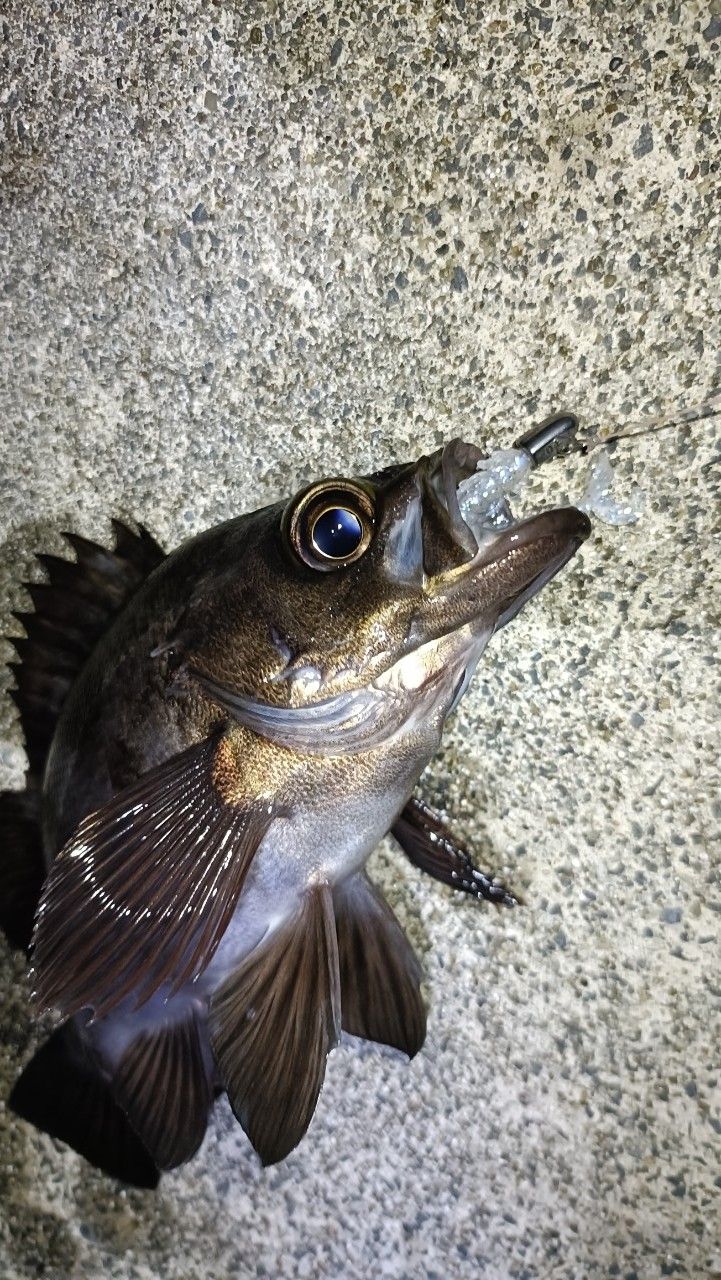 アカメバル