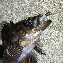 アカメバル
