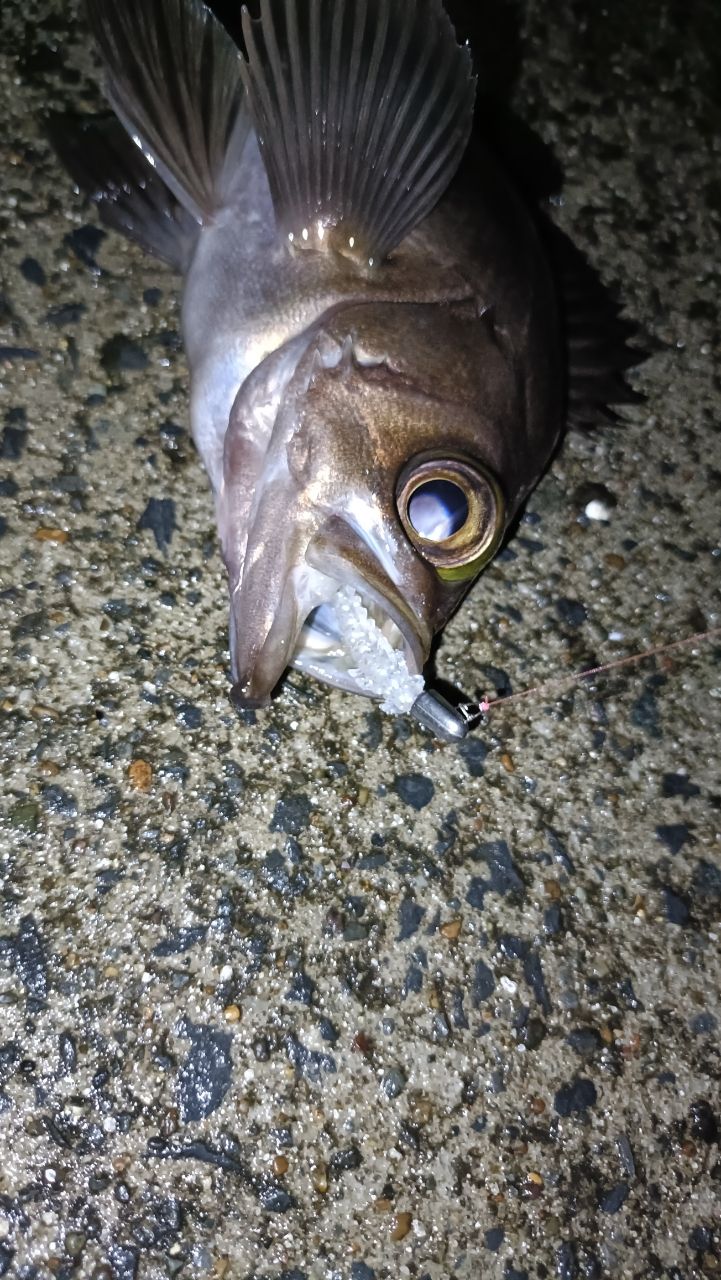 アカメバル