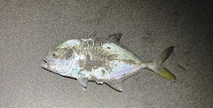 メッキの釣果