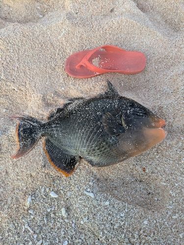 キヘリモンガラの釣果