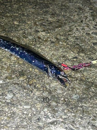 タチウオの釣果