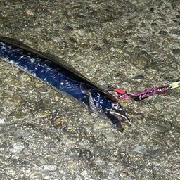 タチウオ