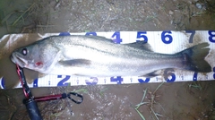 スズキの釣果