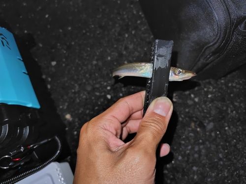 カマスの釣果
