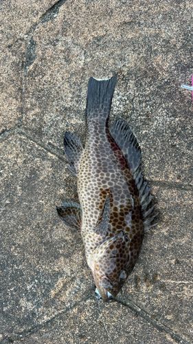 オオモンハタの釣果