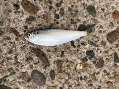 コハダの釣果