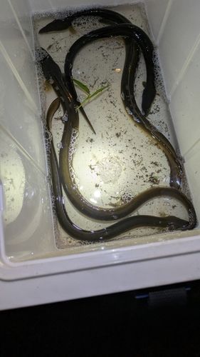 ウナギの釣果