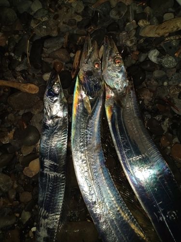 タチウオの釣果