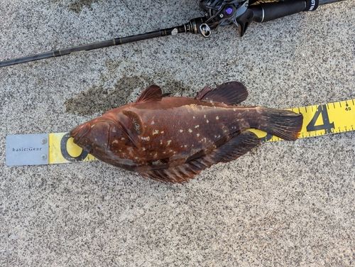 キジハタの釣果