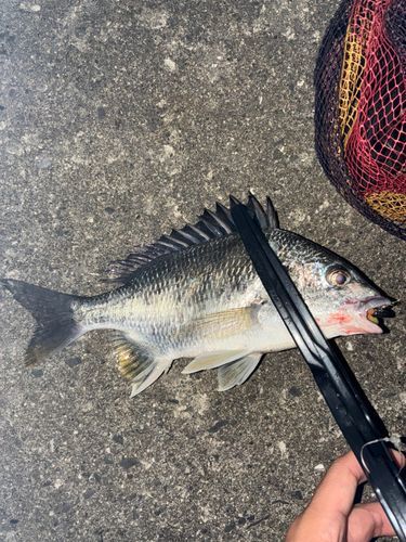 キビレの釣果