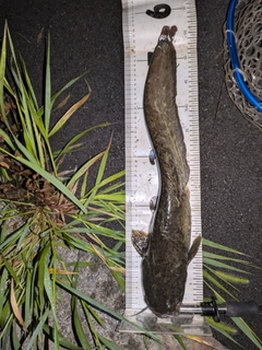 マナマズの釣果