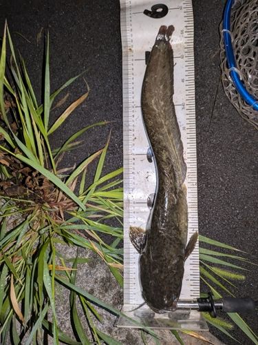マナマズの釣果
