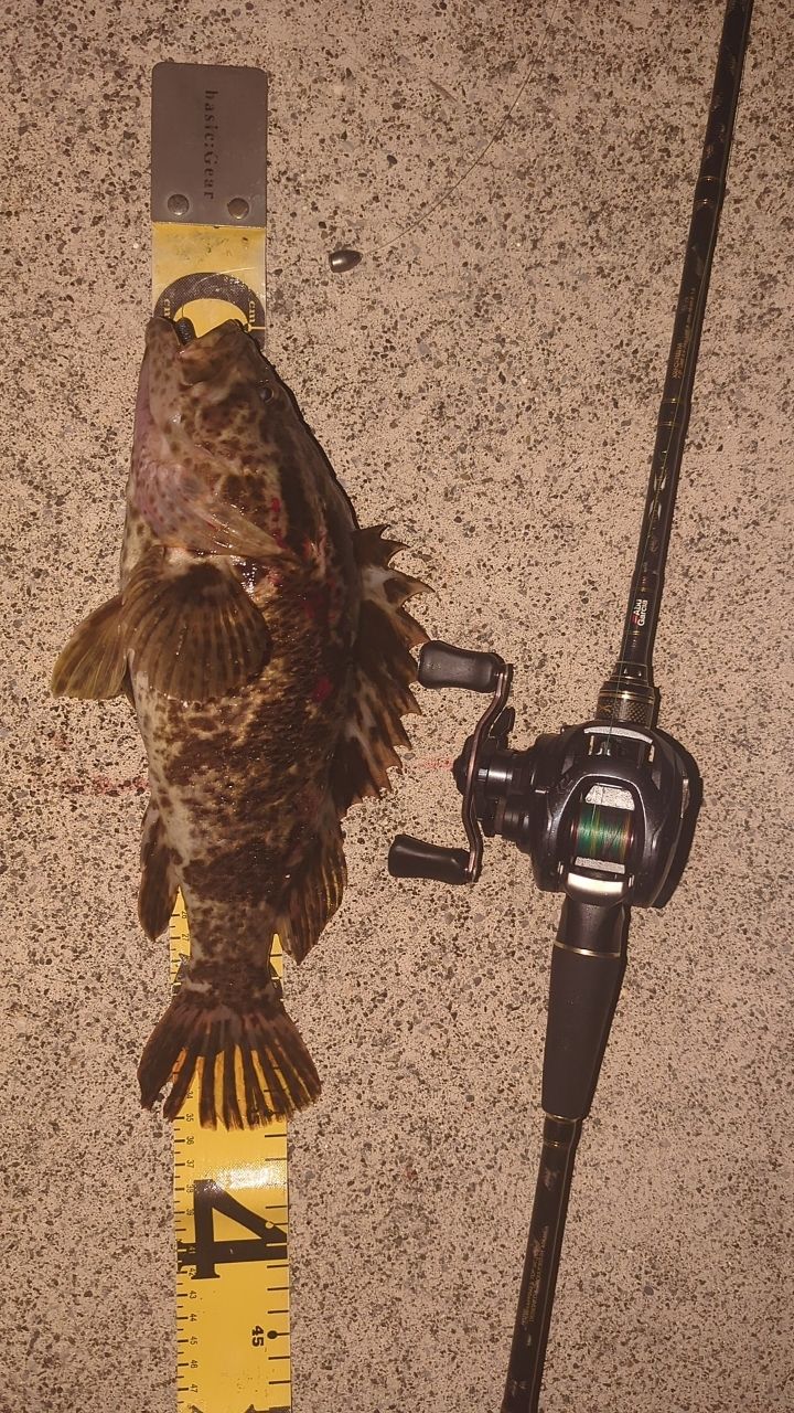 タケノコメバル