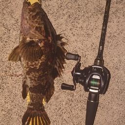 タケノコメバル