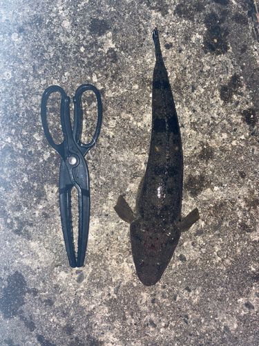 マゴチの釣果