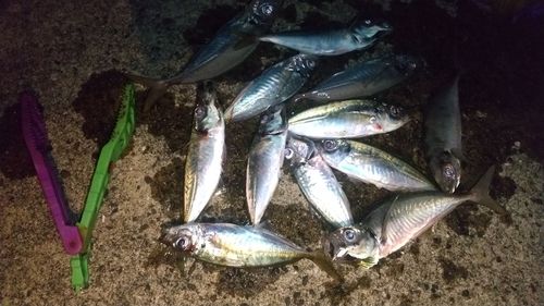 マアジの釣果