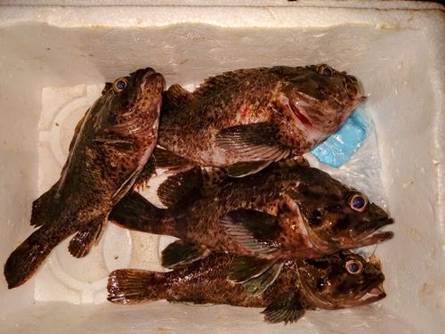 ムラソイの釣果