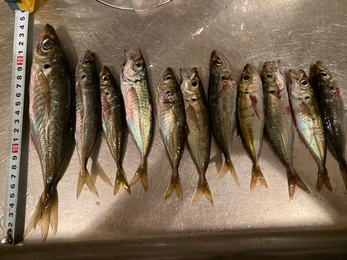 アジの釣果